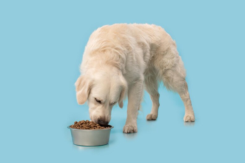 Velg riktig fôr for hundens livsfase